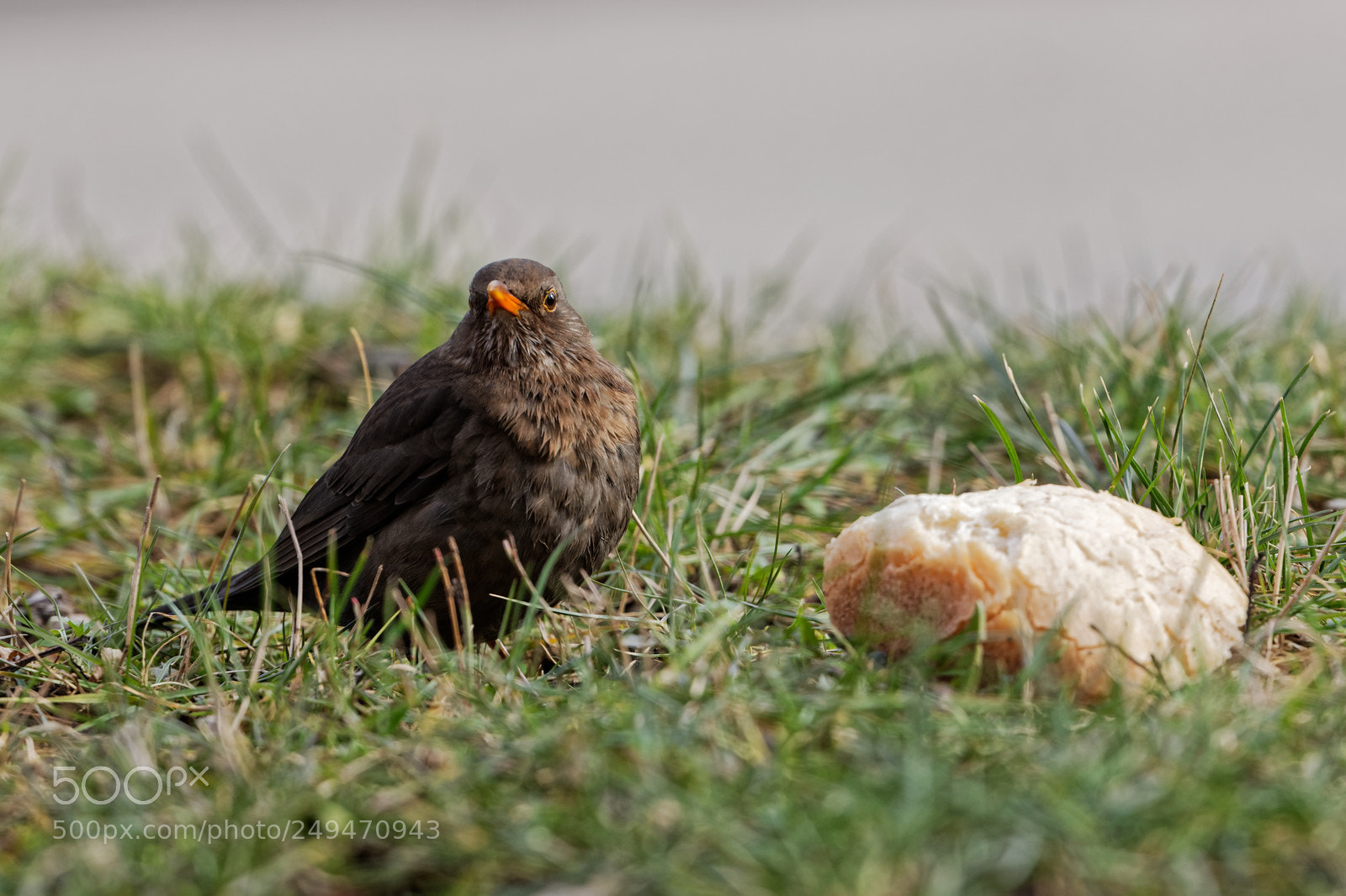 Canon EOS 70D sample photo. Blackbird and bread photography