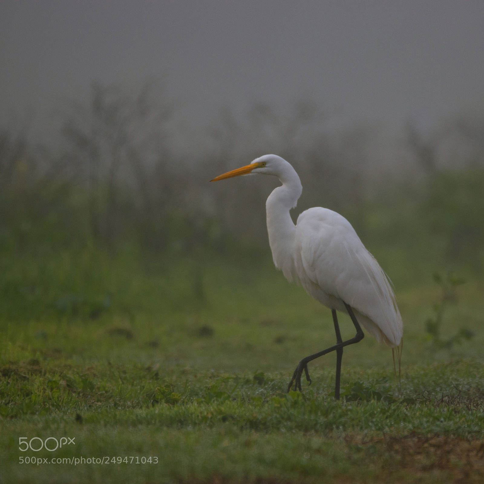 Nikon D5500 sample photo. Great egret in the photography