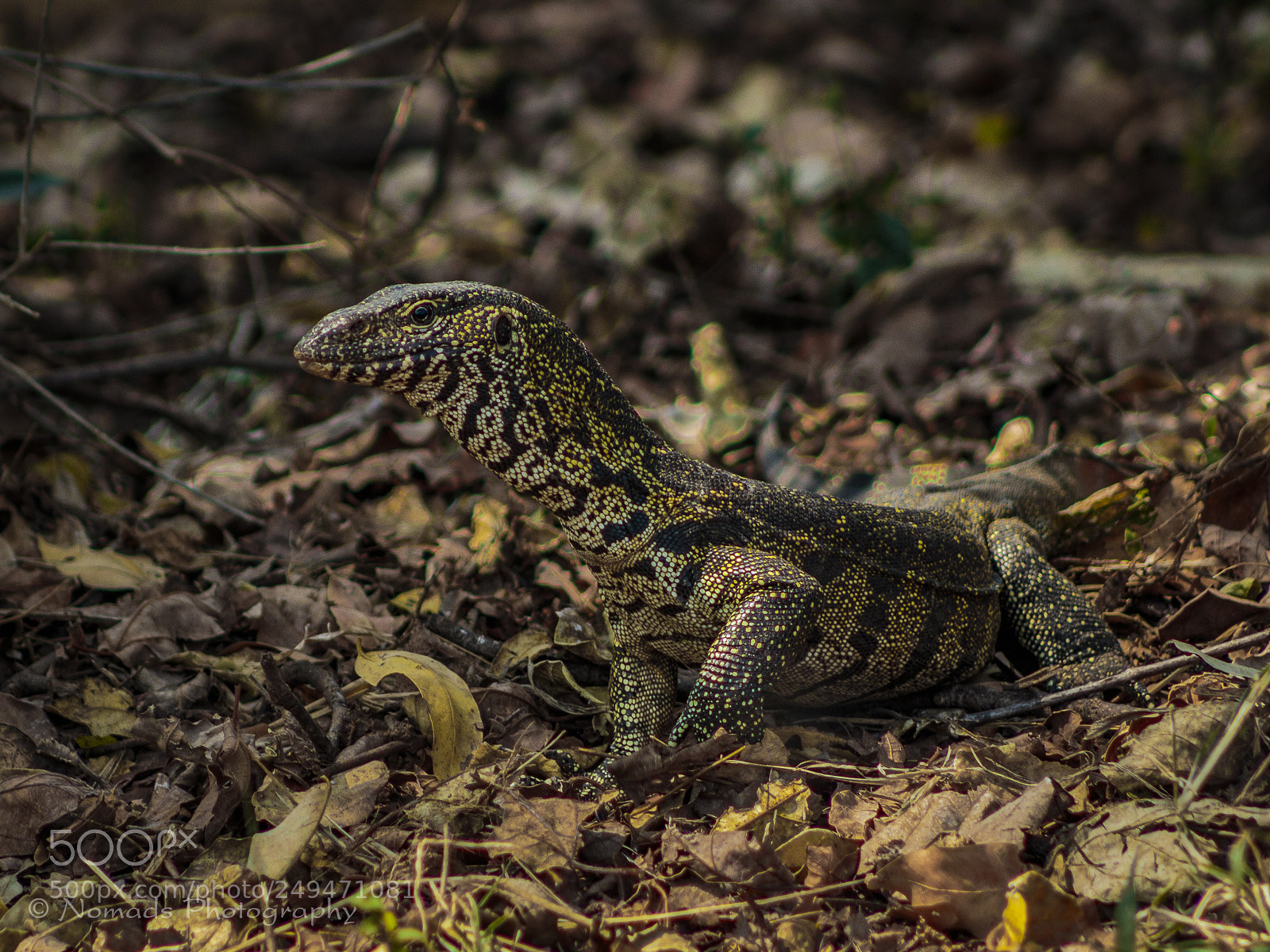 Canon EOS 650D (EOS Rebel T4i / EOS Kiss X6i) sample photo. Camouflage photography