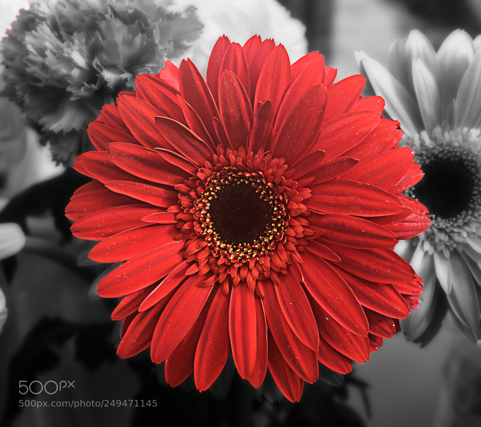 Nikon D3300 sample photo. The red gerbera photography