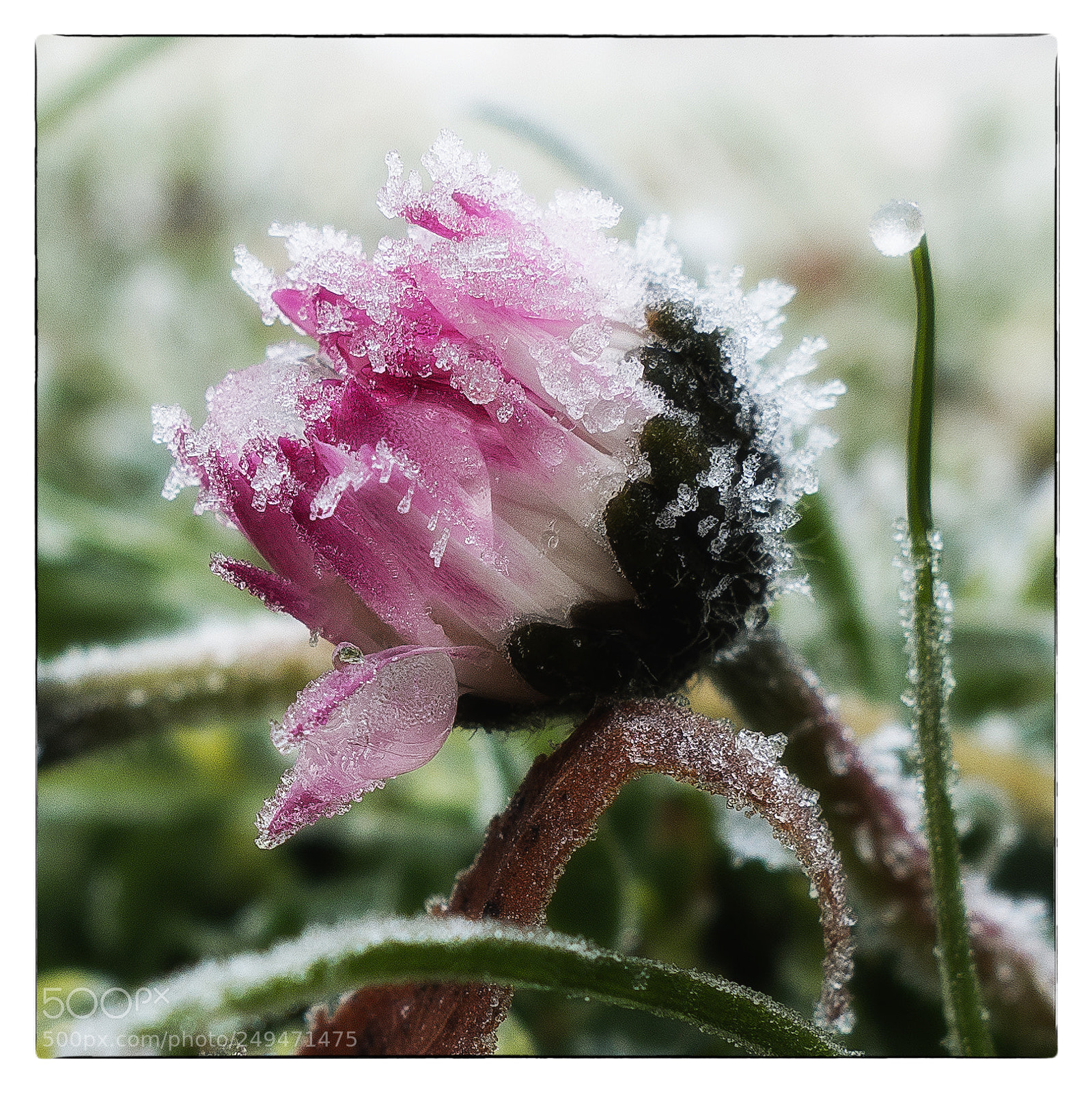 Sony Cyber-shot DSC-RX100 sample photo. Winter surprise ! photography