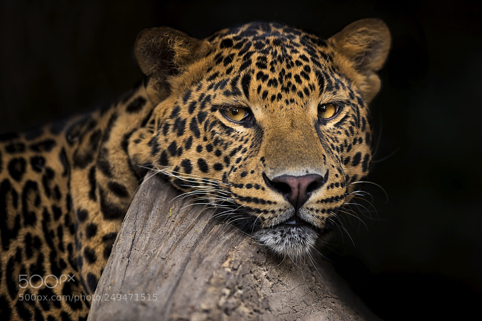 Nikon D810 sample photo. Relax | leopard photography
