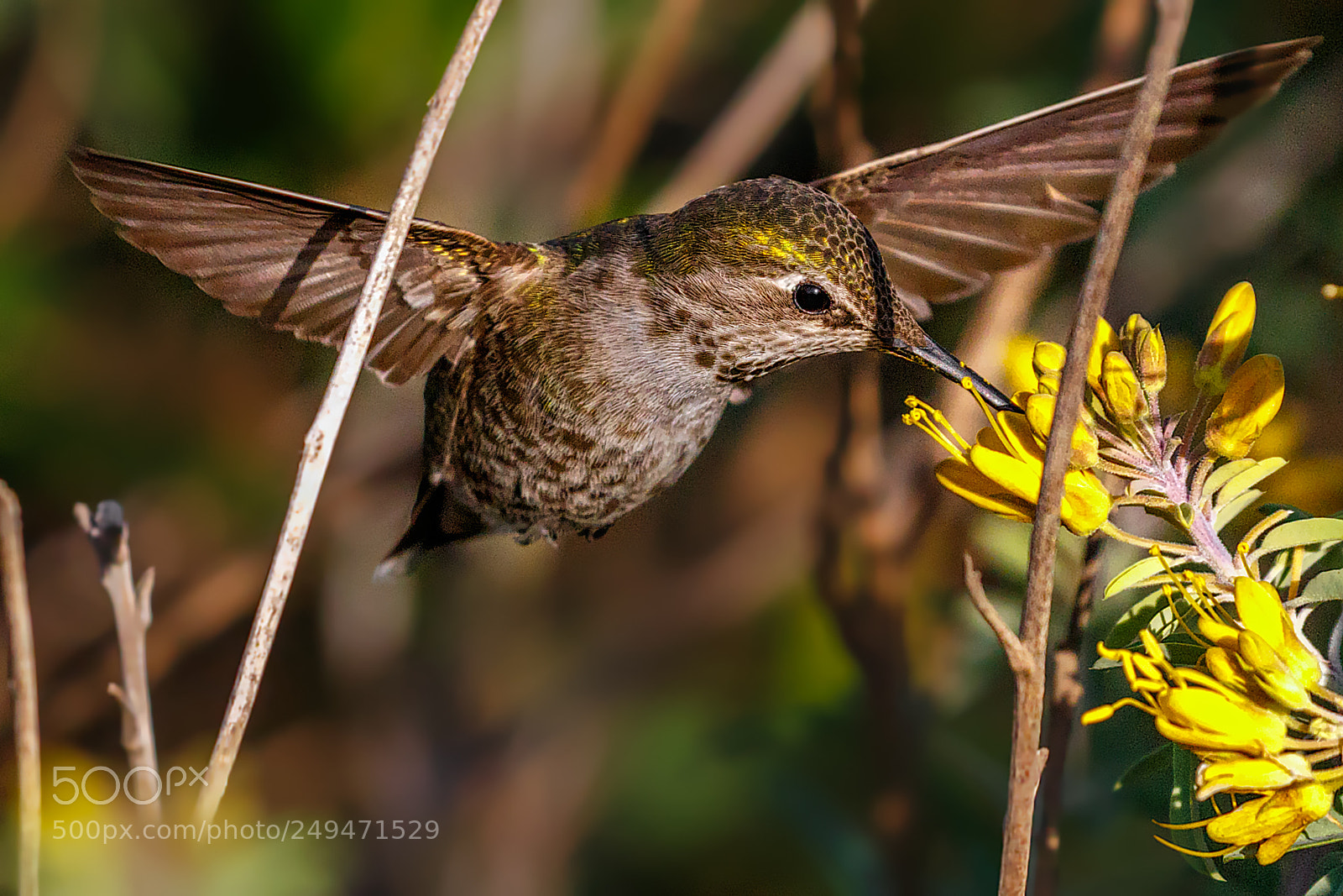 Canon EOS 7D Mark II sample photo. Behind the twigs female photography