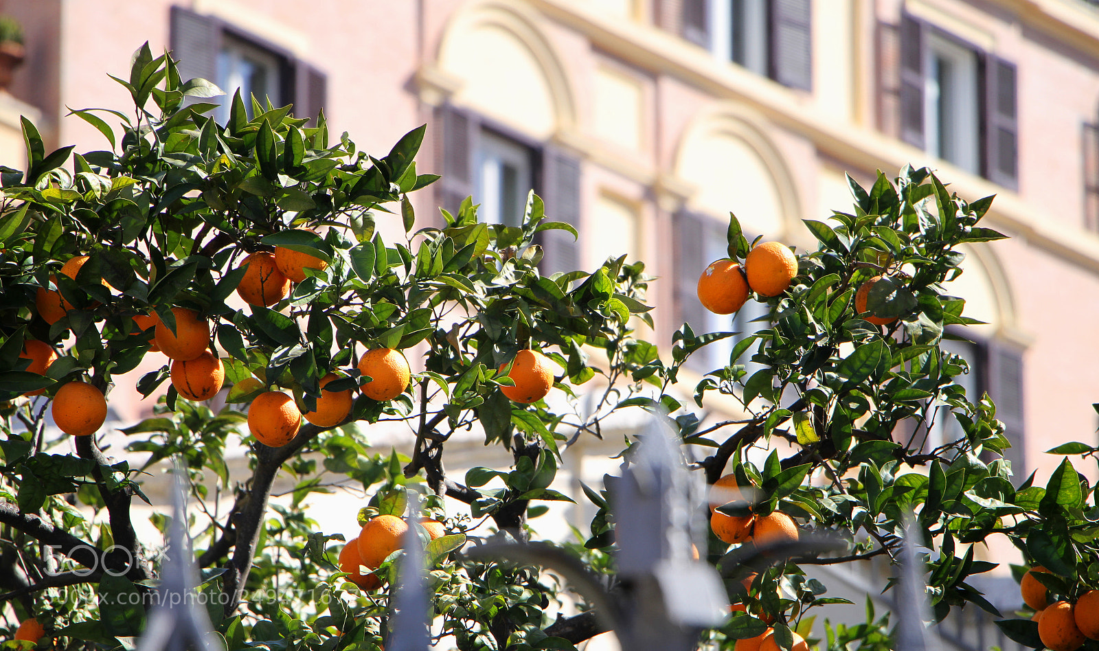 Canon EOS 7D sample photo. Orange tree photography