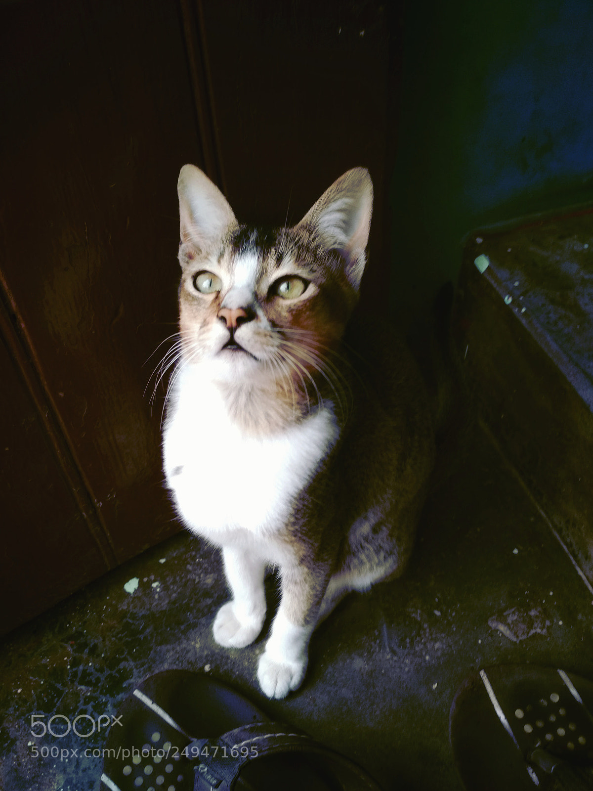 Xiaomi Redmi 4 Pro sample photo. My jerry? photography