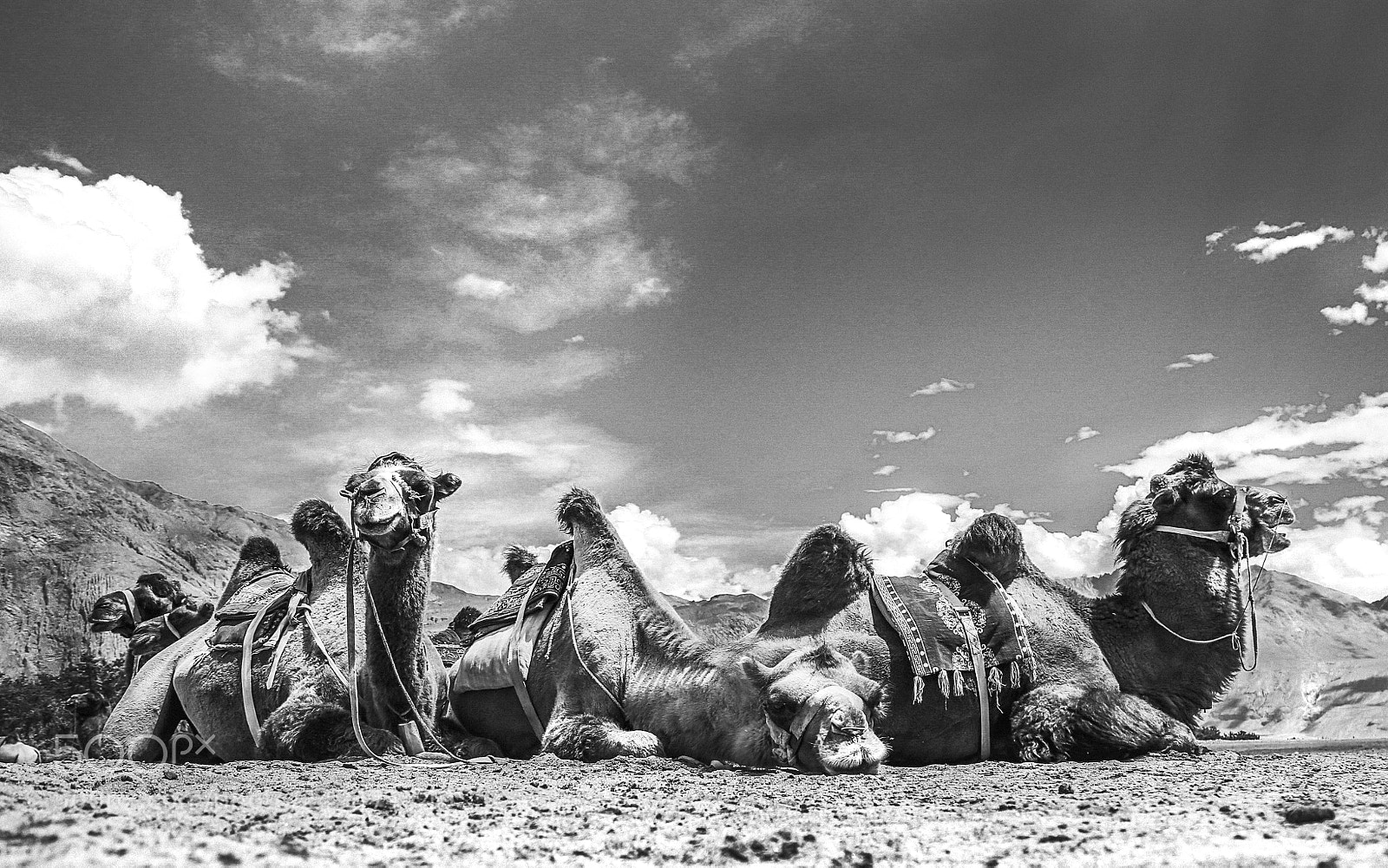 Canon EOS 6D sample photo. Bactrian camels photography