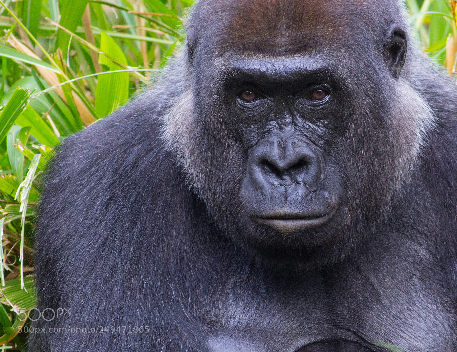 Canon EOS 60D sample photo. Portrait of a gorilla photography