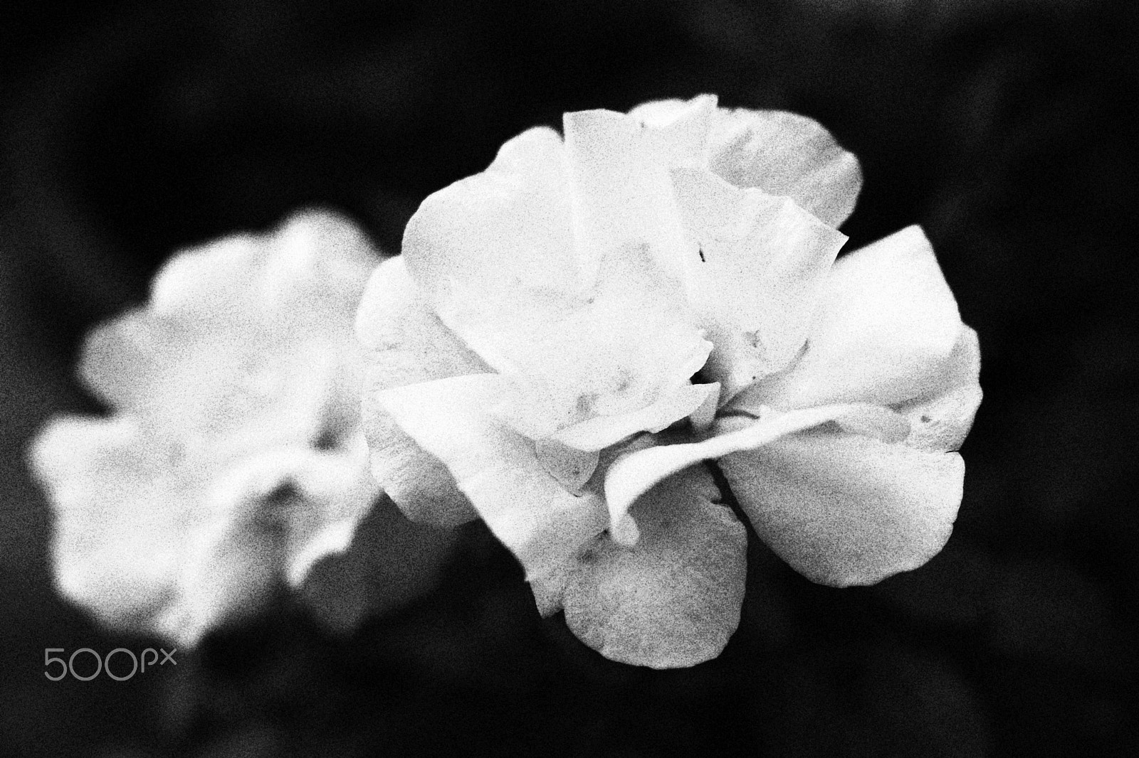 Canon EOS 80D sample photo. White roses.. photography