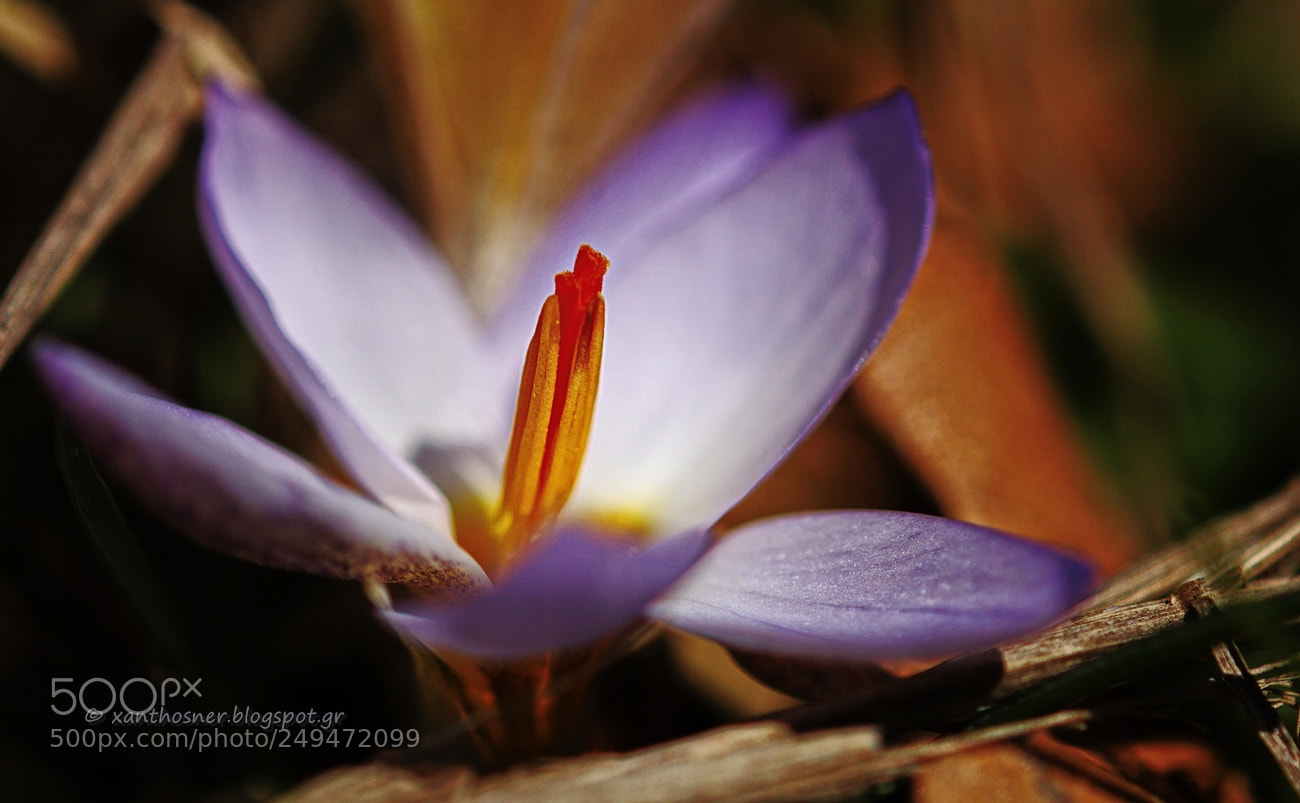 Canon EOS 60D sample photo. κρόκος photography