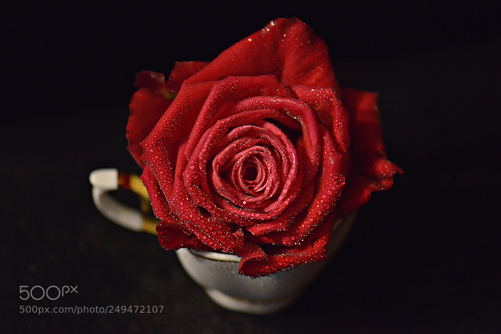 Nikon D800E sample photo. Red rose+newbie??? photography