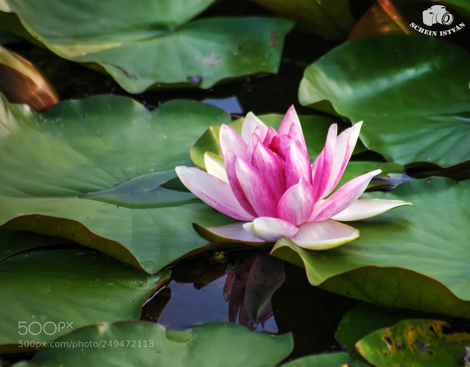 Sony Alpha DSLR-A200 sample photo. Water lily photography