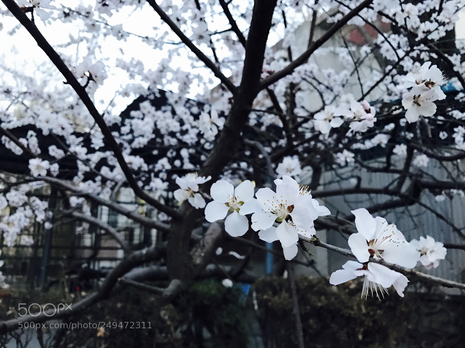Apple iPhone 7 Plus sample photo. Img photography