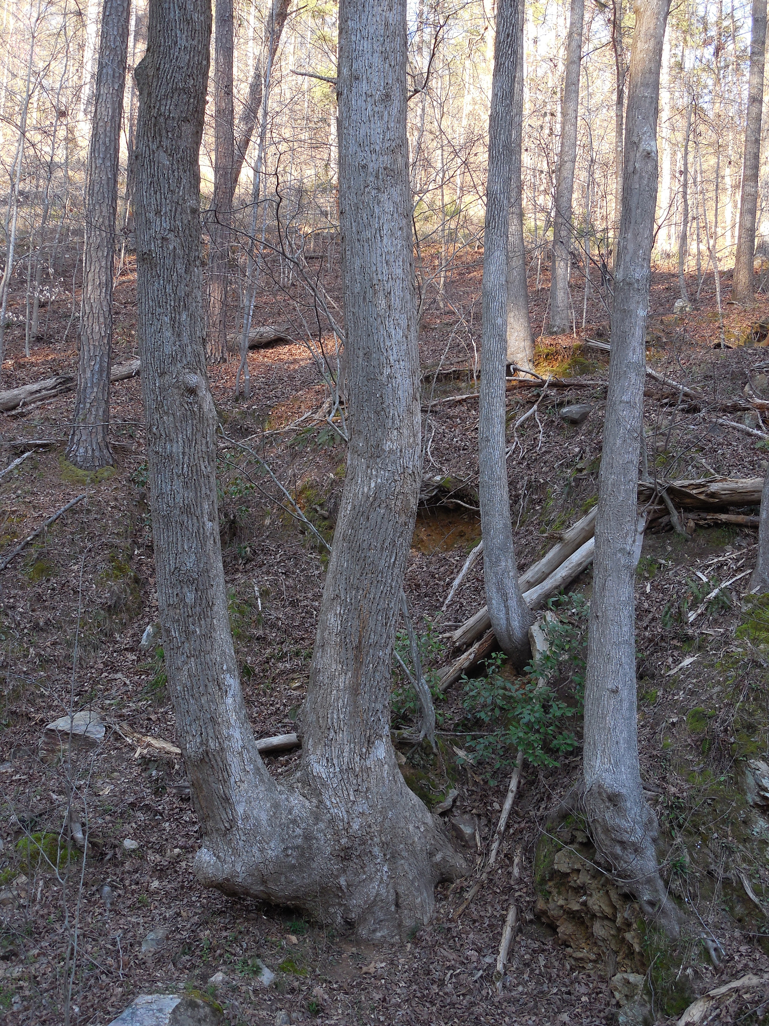 Nikon Coolpix L610 sample photo. The sittting tree photography
