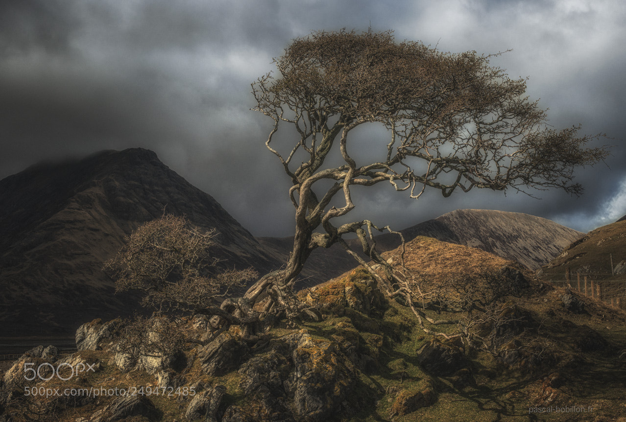 Nikon D800 sample photo. Torrin tree photography