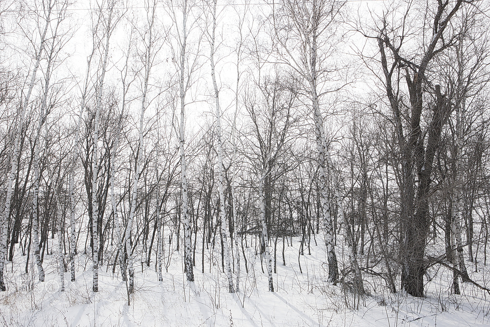 Canon EOS M10 sample photo. Forest belt from birches in winter photography