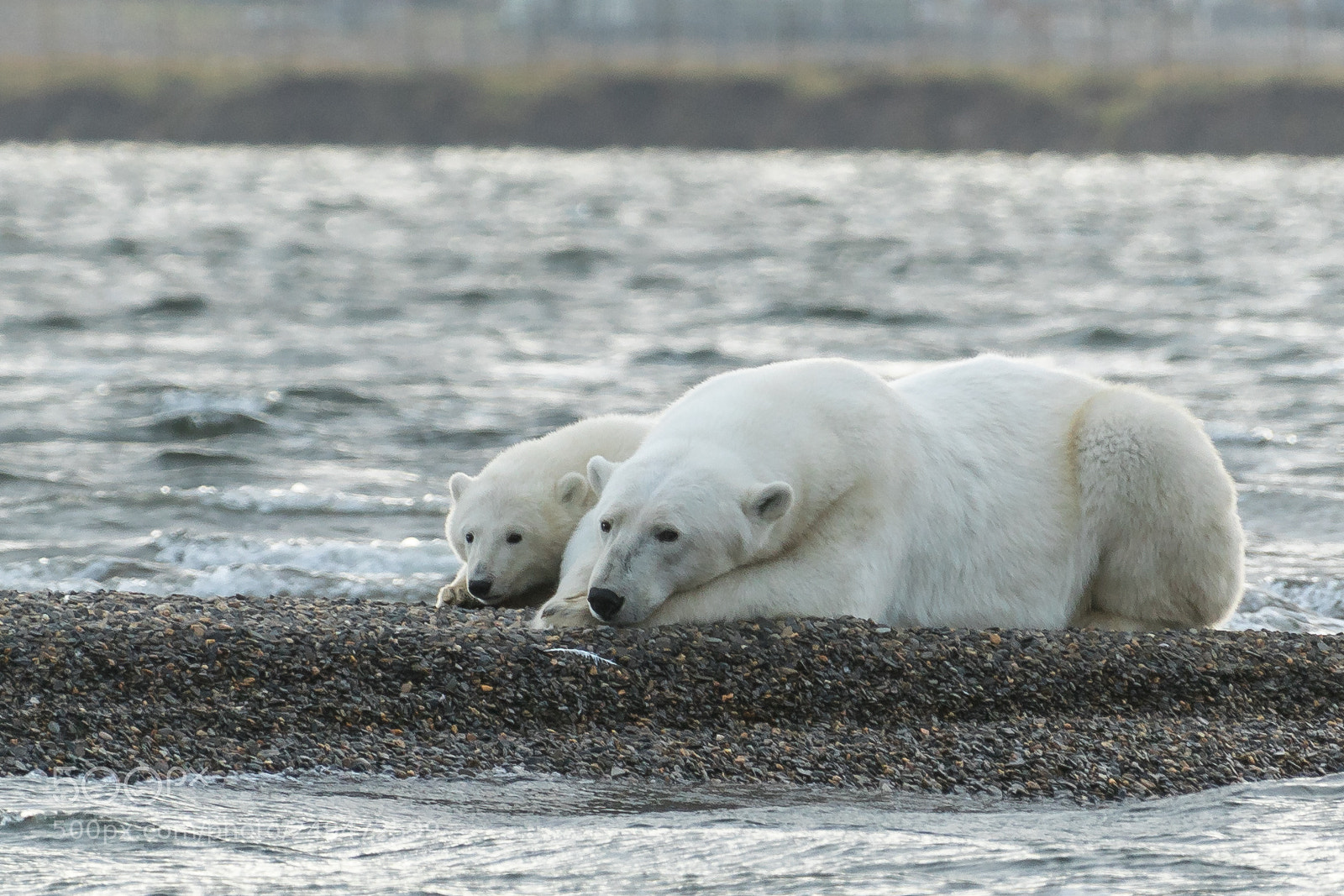 Canon EOS 5D Mark IV sample photo. Polar bear mother and photography