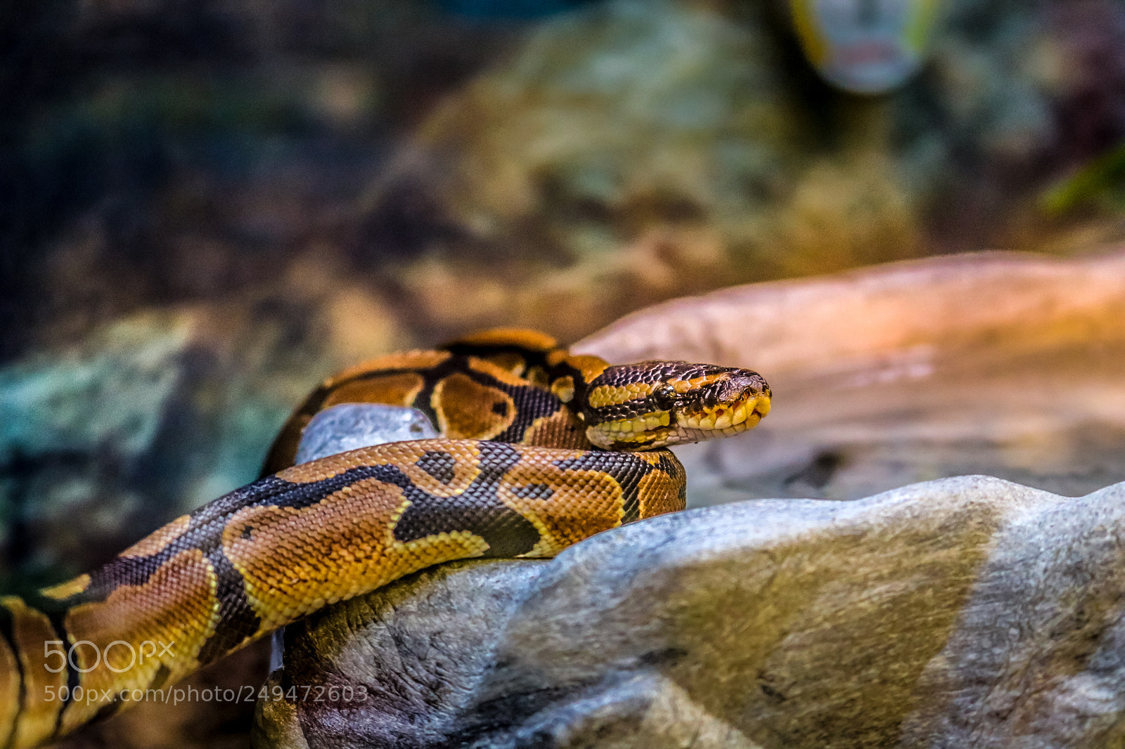 Canon EOS 750D (EOS Rebel T6i / EOS Kiss X8i) sample photo. Beautiful snake eyes photography
