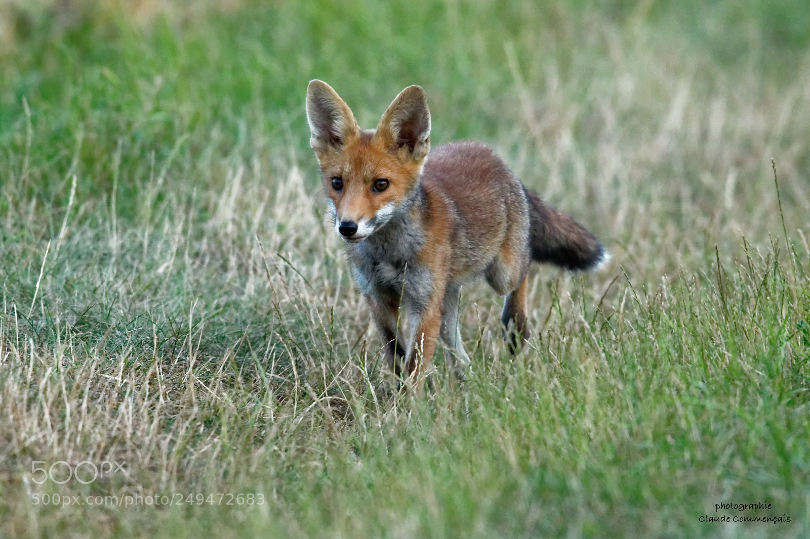 Canon EOS 7D Mark II sample photo. Maitre renard photography