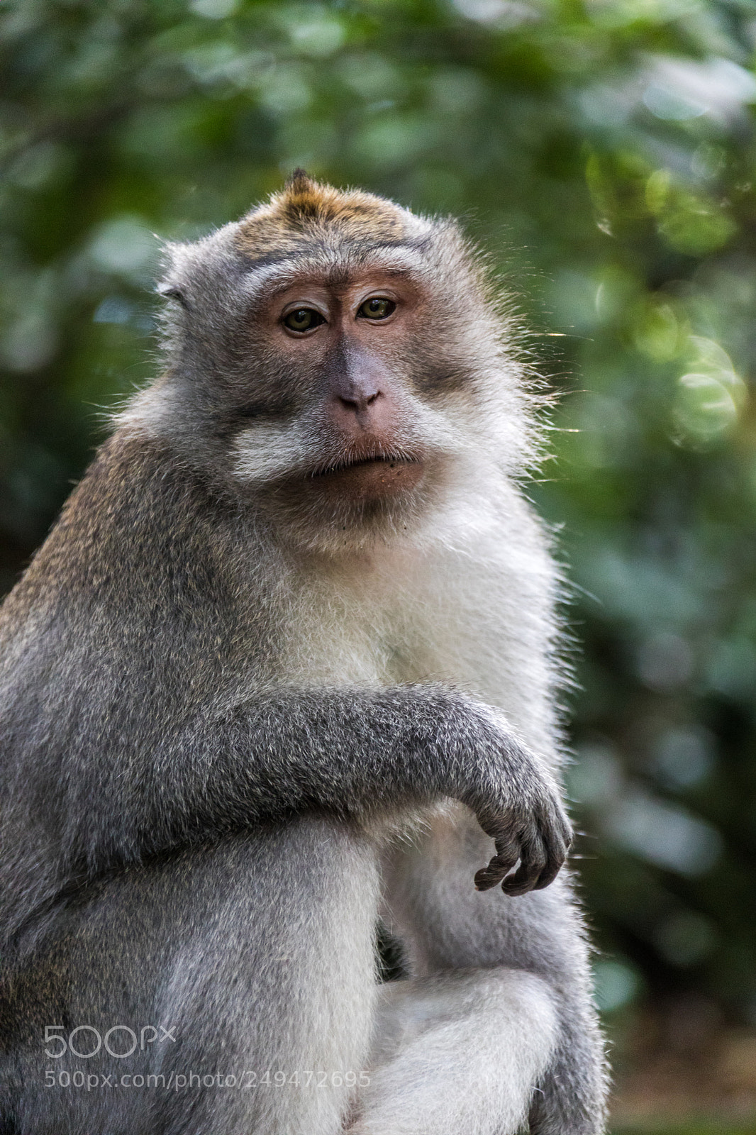 Canon EOS 5D Mark IV sample photo. Macaque monkey looks at photography