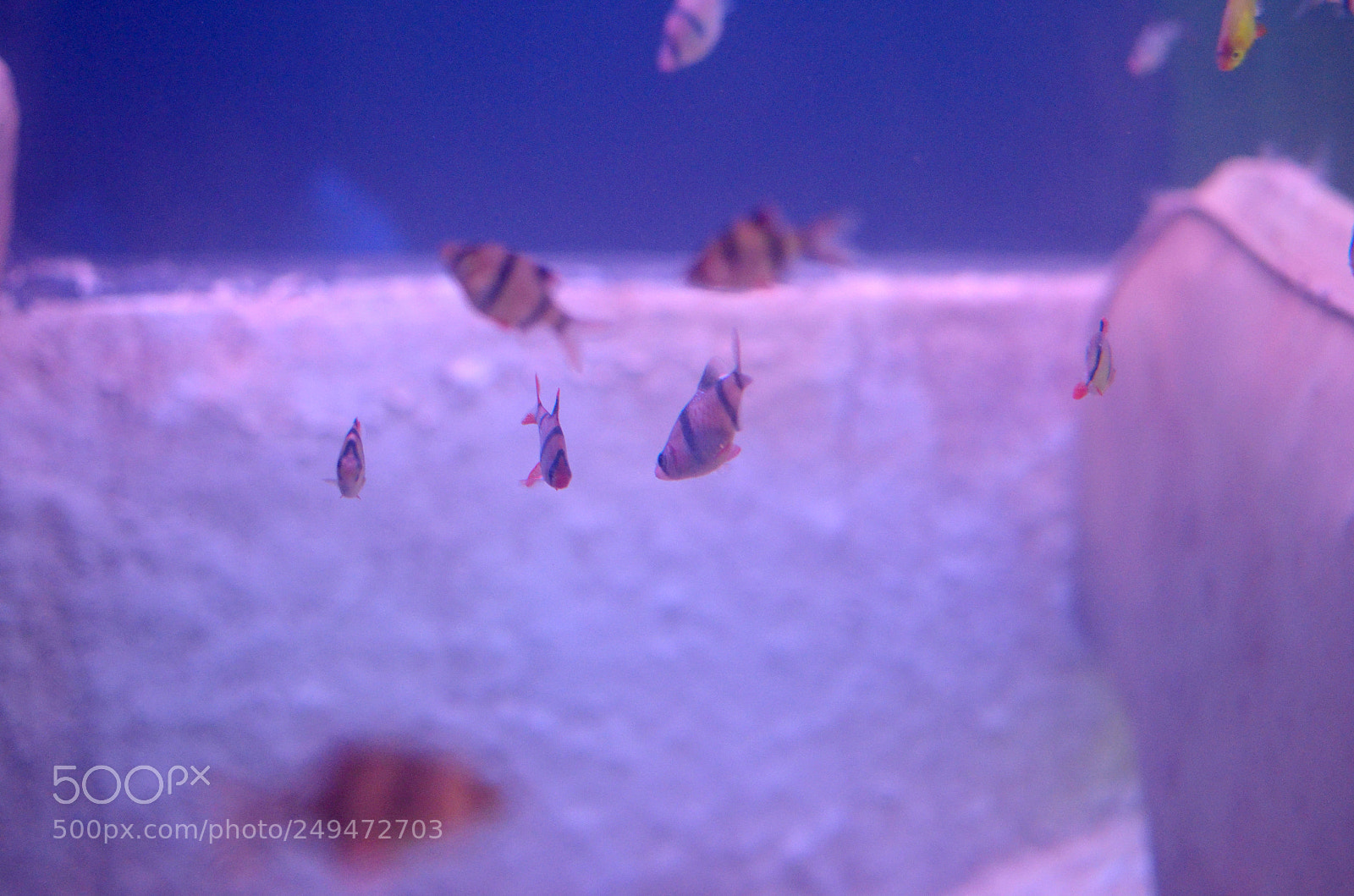 Nikon D7000 sample photo. Fishes in the tank photography