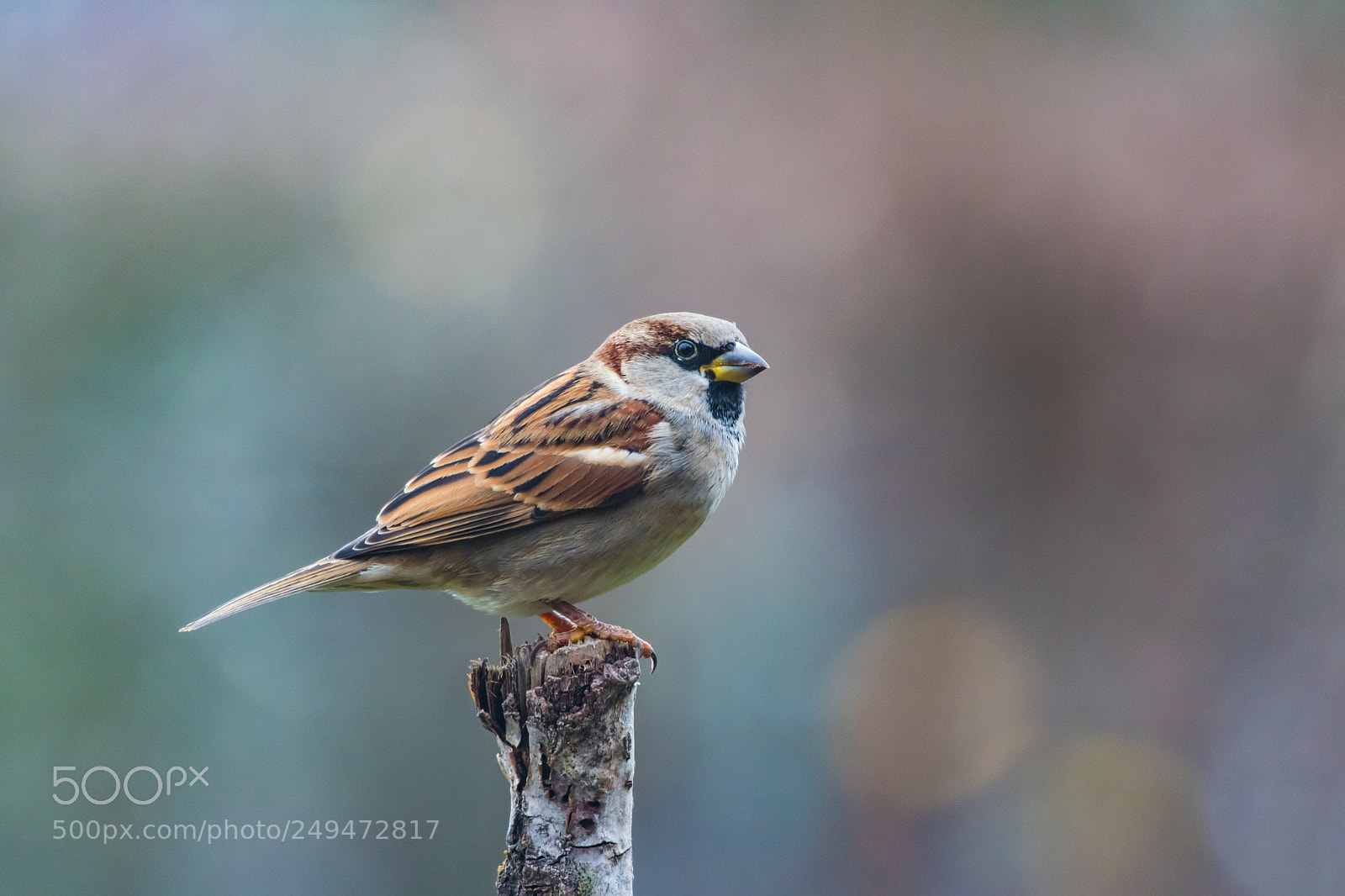 Nikon D500 sample photo. Sparrow photography