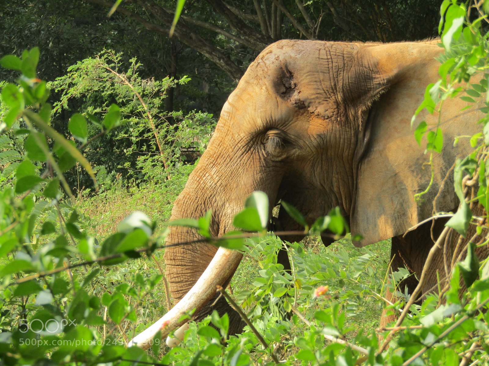 Canon POWERSHOT SX430 IS sample photo. Aged elephant photography