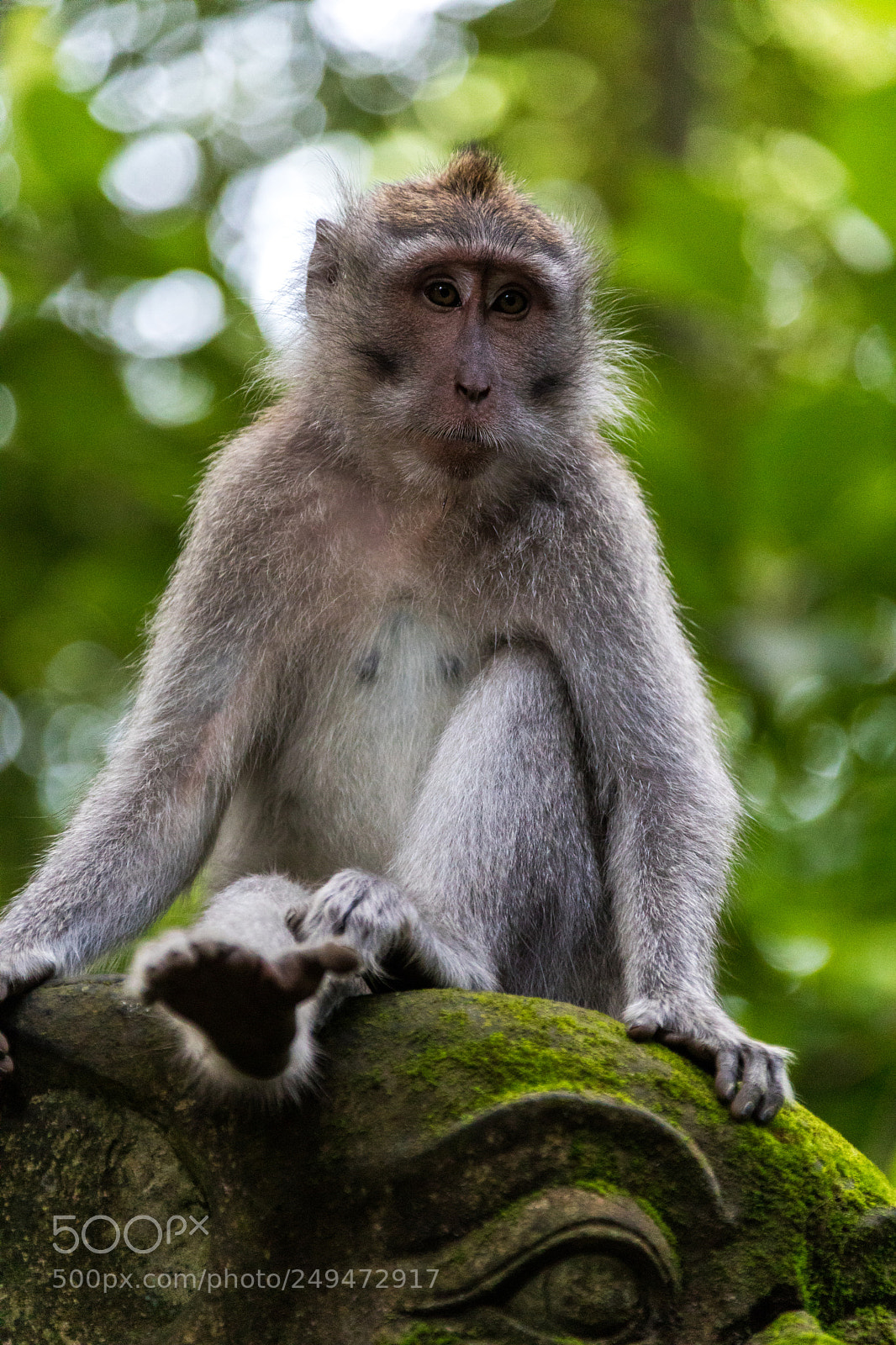 Canon EOS 5D Mark IV sample photo. Macaque monkey on statue 1 photography