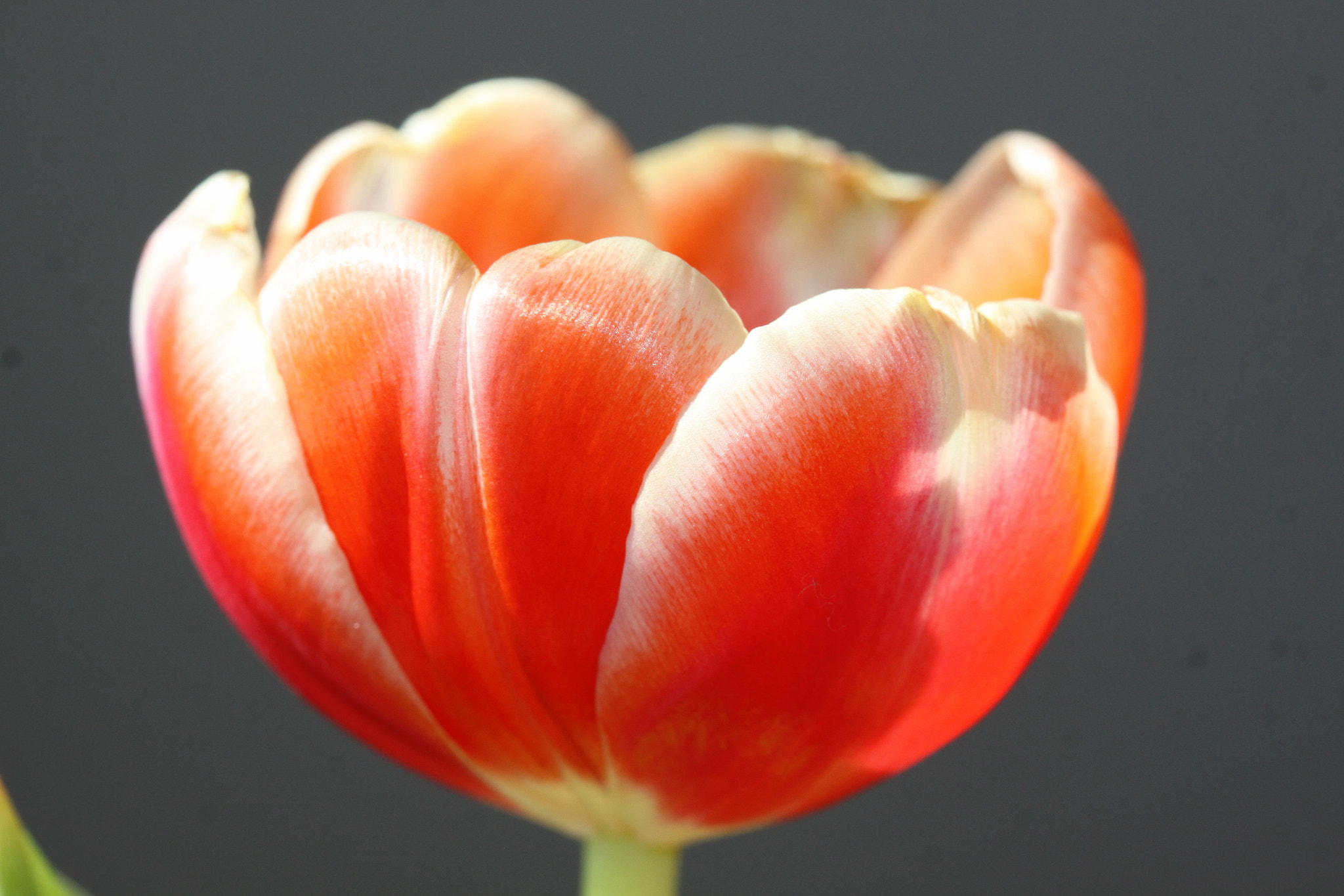 Canon EOS 50D sample photo. Flower tulipa photography