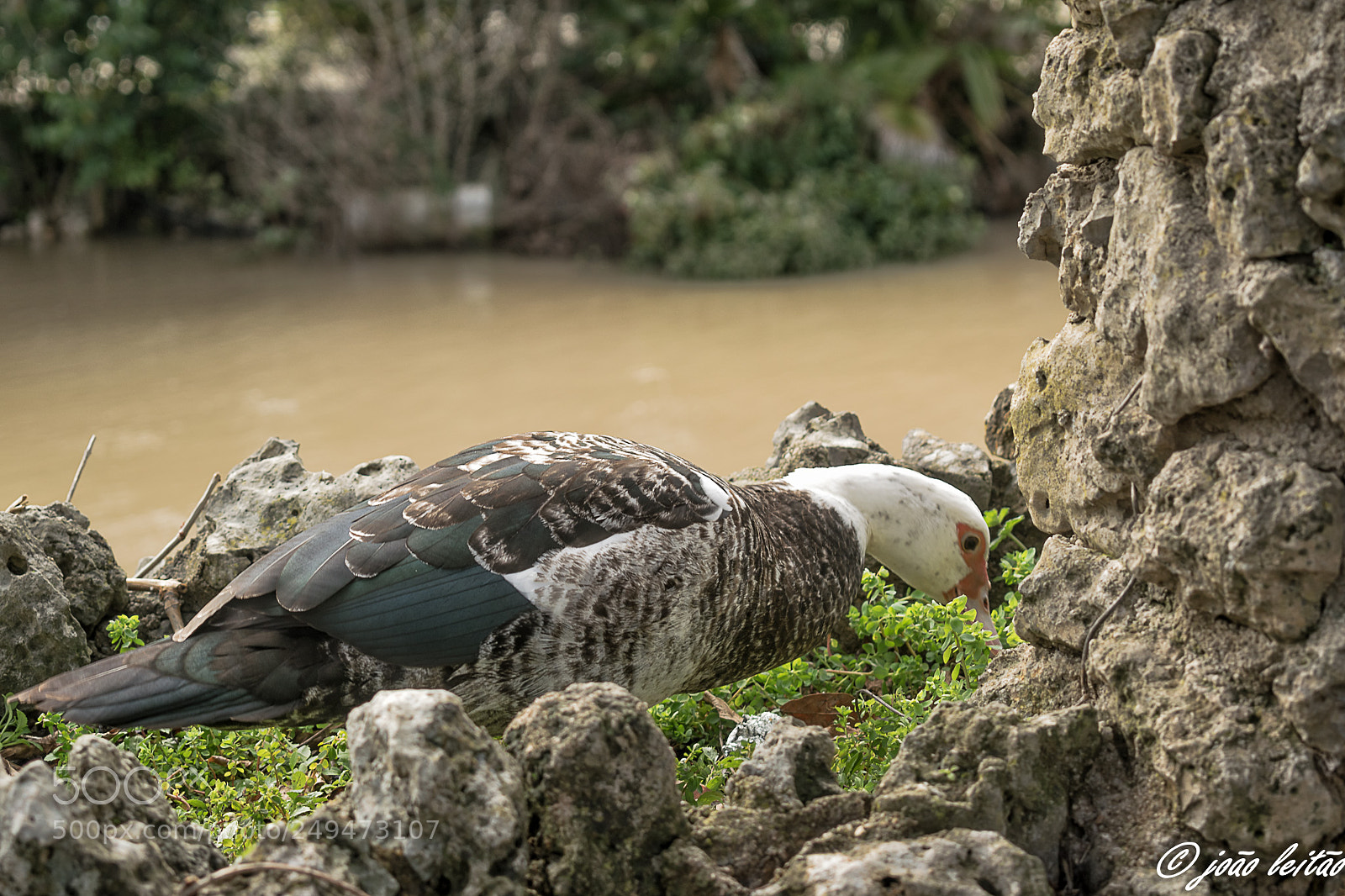 Nikon D3300 sample photo. On the park photography