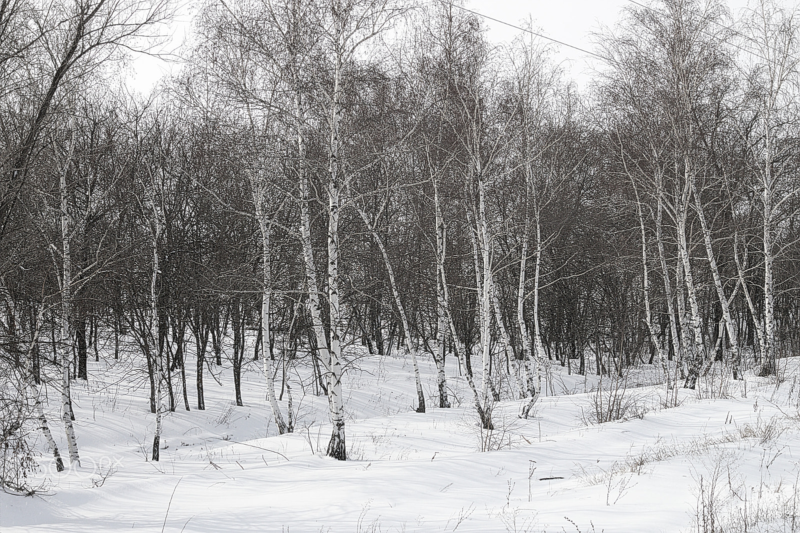 Canon EOS M10 sample photo. Forest belt from birches in winter photography