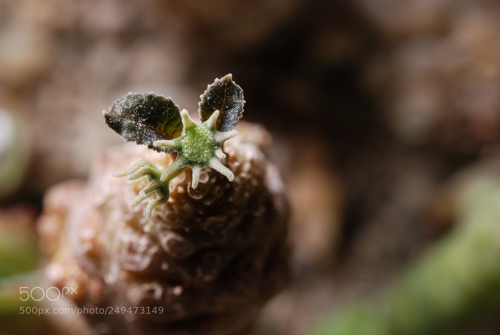 Nikon D80 sample photo. Strange flower photography