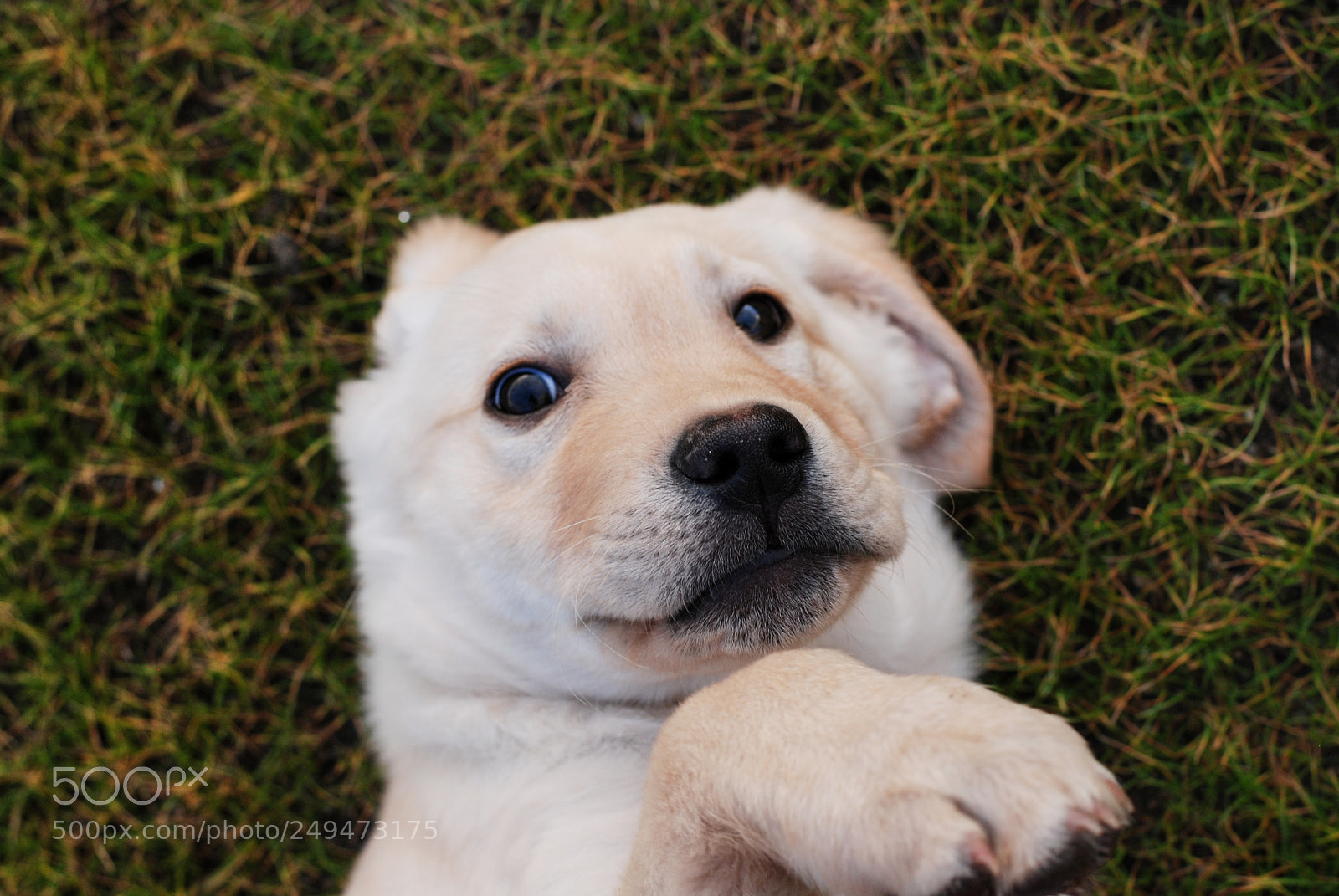 Nikon D80 sample photo. Cute puppy photography