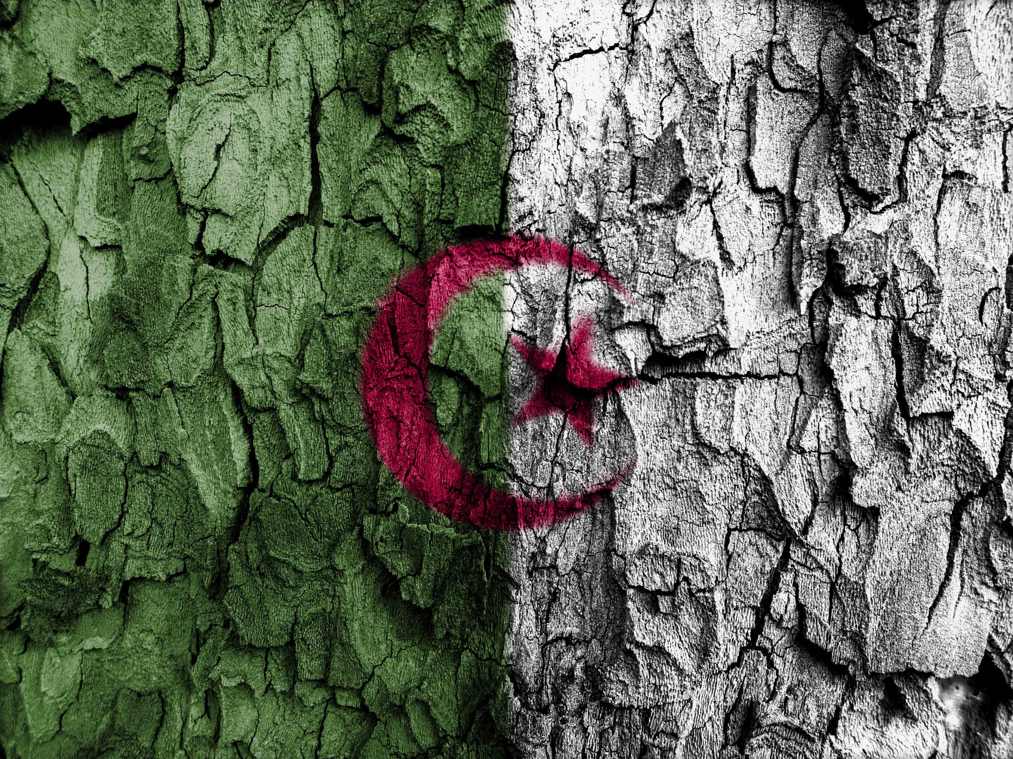 Olympus E-5 sample photo. Algeria flag on trunk of tree photography