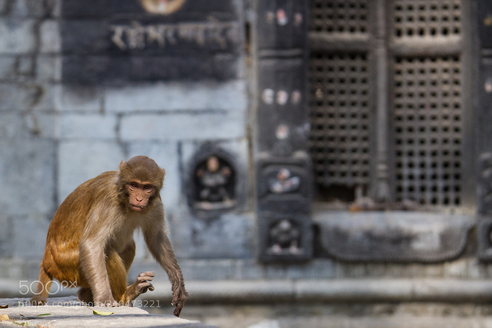 Canon EOS 7D sample photo. Rhesus monkey at pashupatinath photography