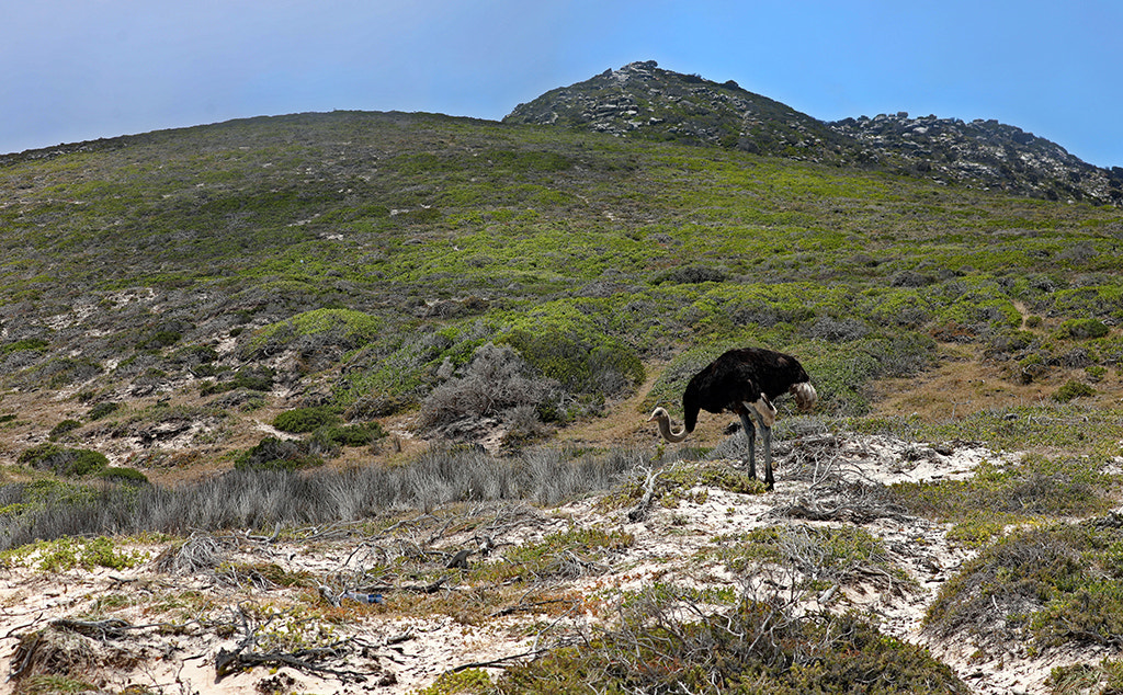 Canon EOS 5D Mark IV sample photo. Ostrich country photography