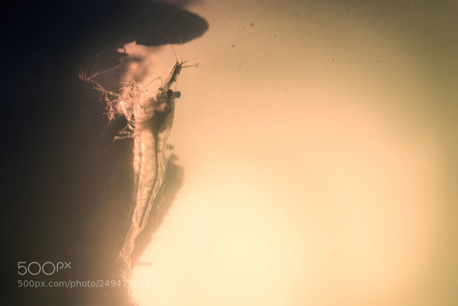 Nikon D80 sample photo. Shrimpy sunset photography