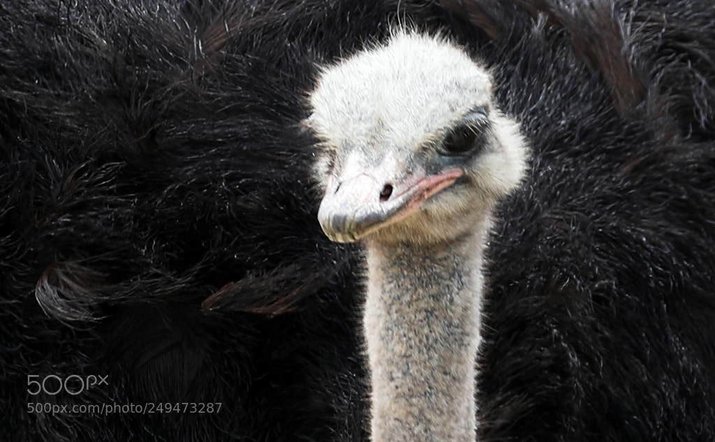 Canon EOS 5D Mark IV sample photo. Mr ostrich photography