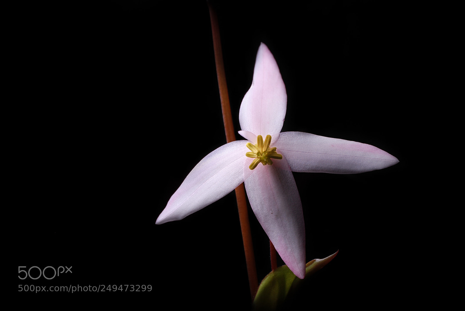 Nikon D80 sample photo. Murderer's flower photography