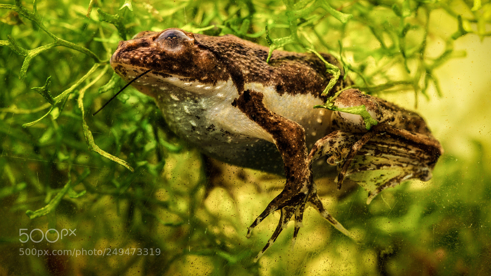 Nikon D80 sample photo. Puddle frog photography