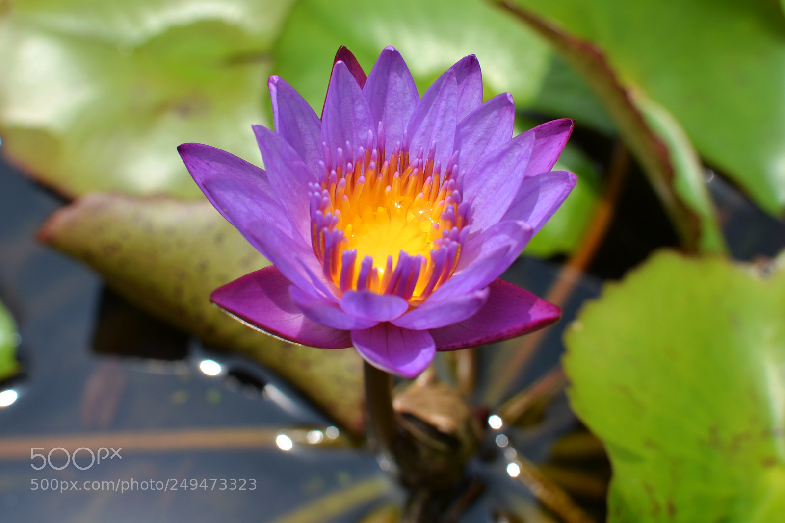 Nikon D7000 sample photo. Teratai photography