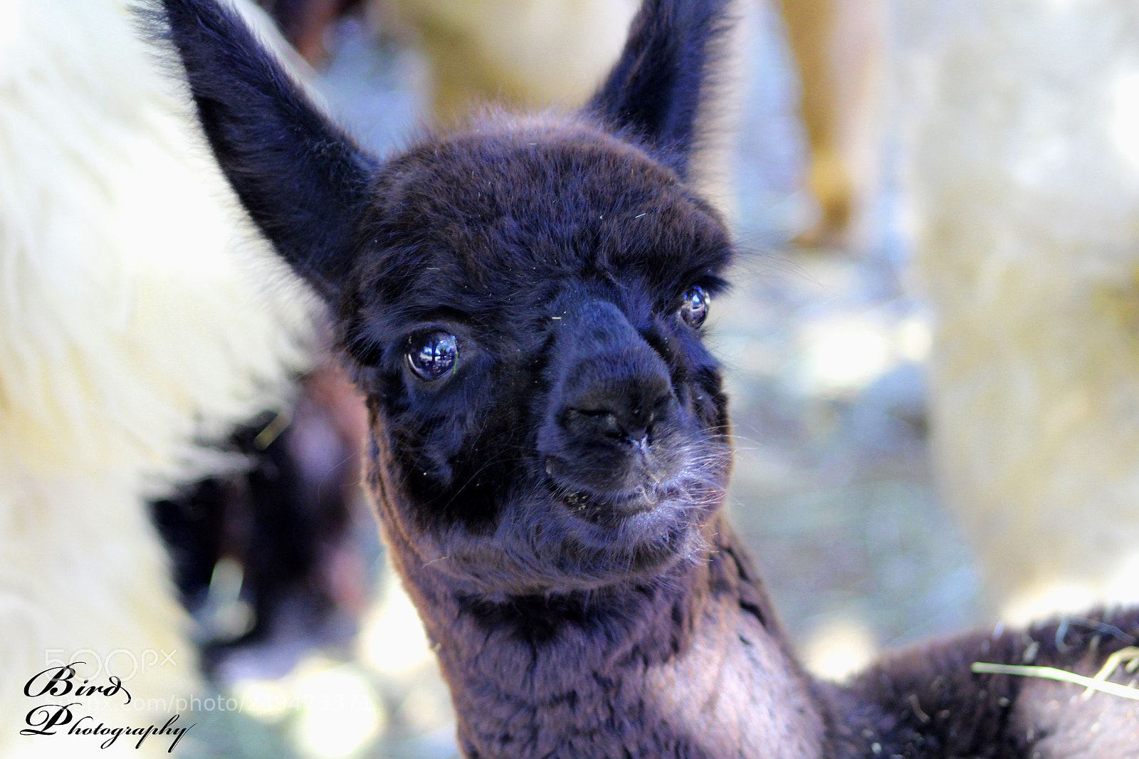 Canon EOS 600D (Rebel EOS T3i / EOS Kiss X5) sample photo. Alpaca photography