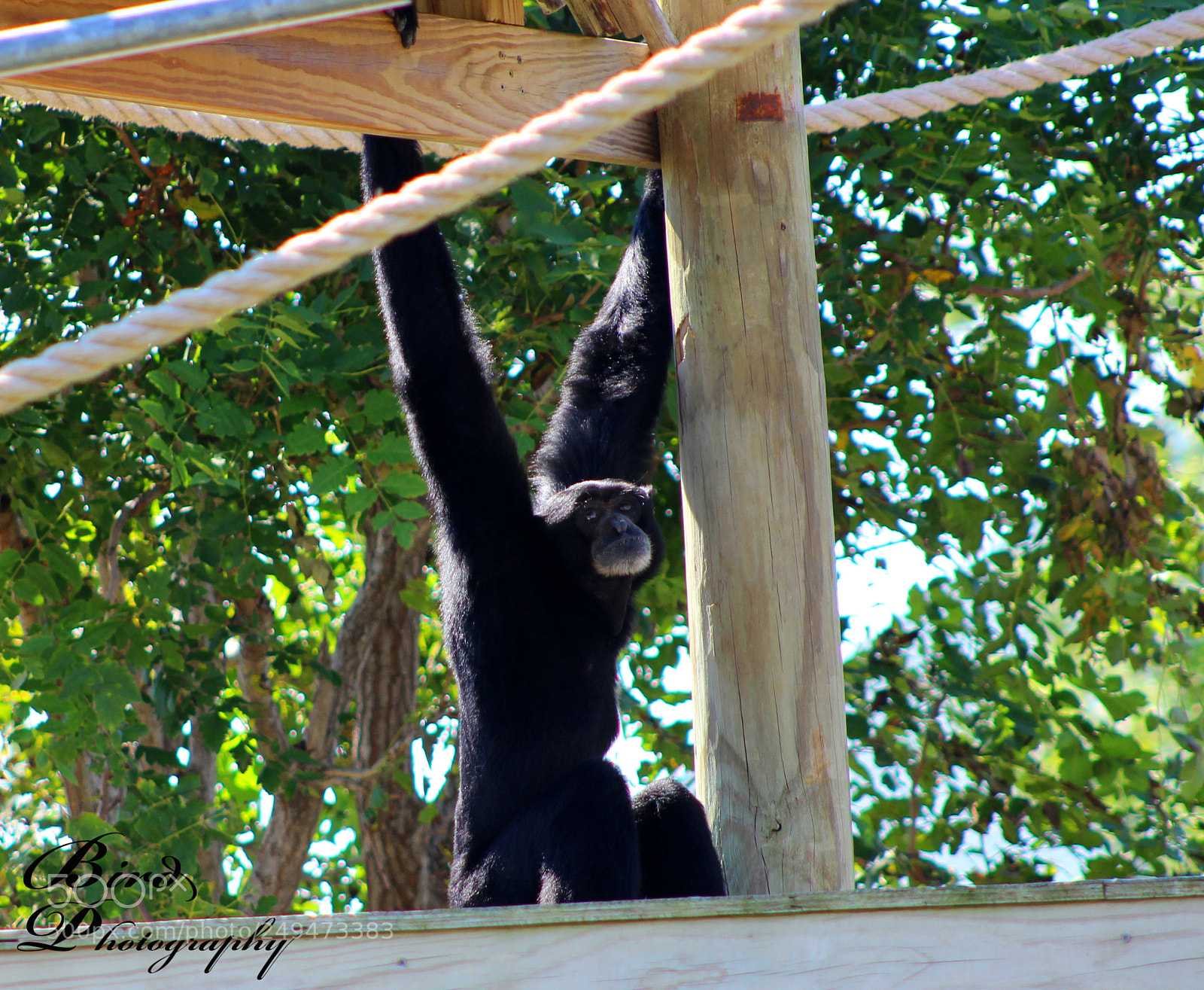 Canon EOS 600D (Rebel EOS T3i / EOS Kiss X5) sample photo. Animal edit photography