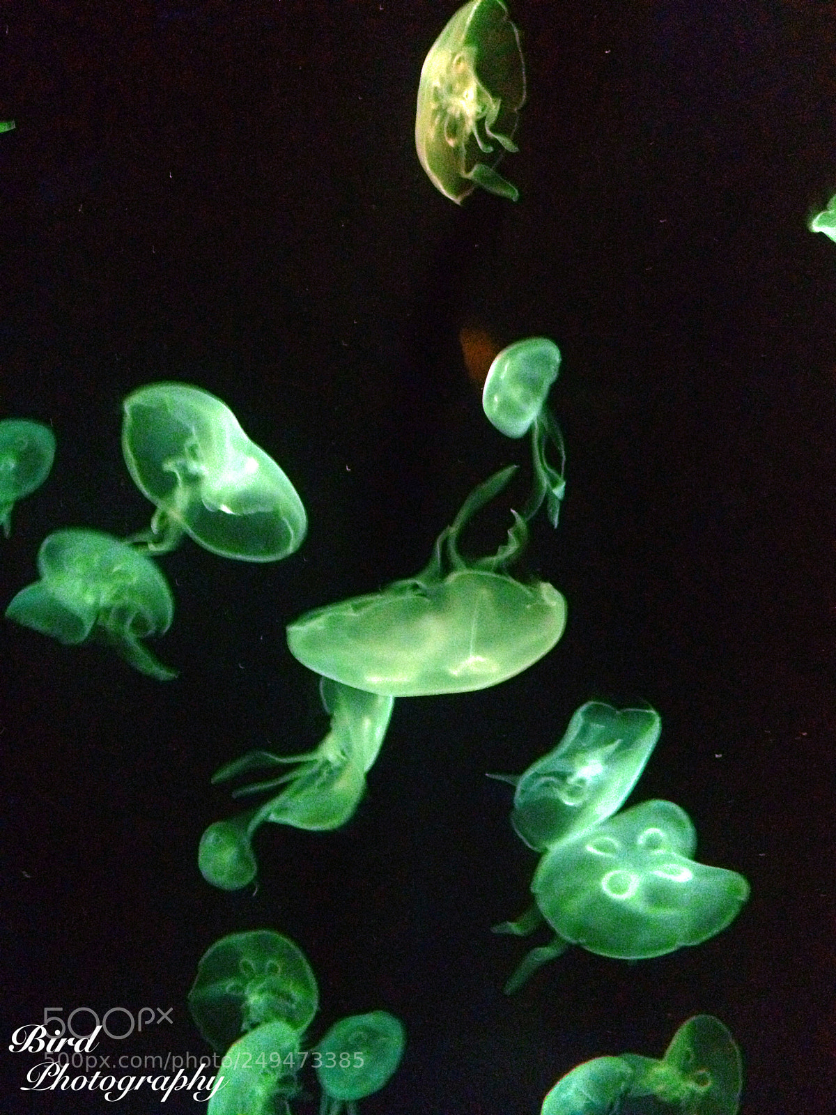Apple iPhone 4S sample photo. Aquarium photography