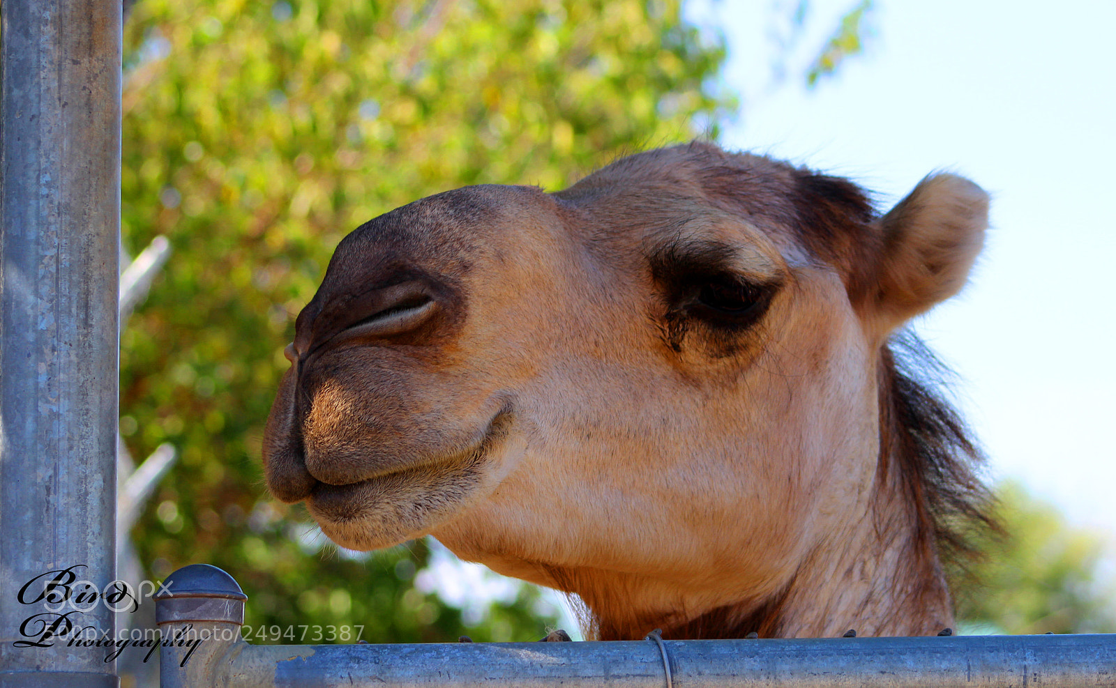 Canon EOS 600D (Rebel EOS T3i / EOS Kiss X5) sample photo. Camel photography
