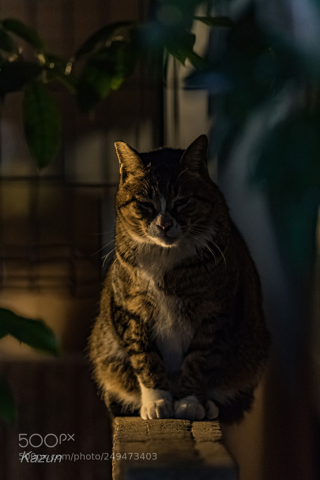 Canon EOS-1D X Mark II sample photo. Sit photography