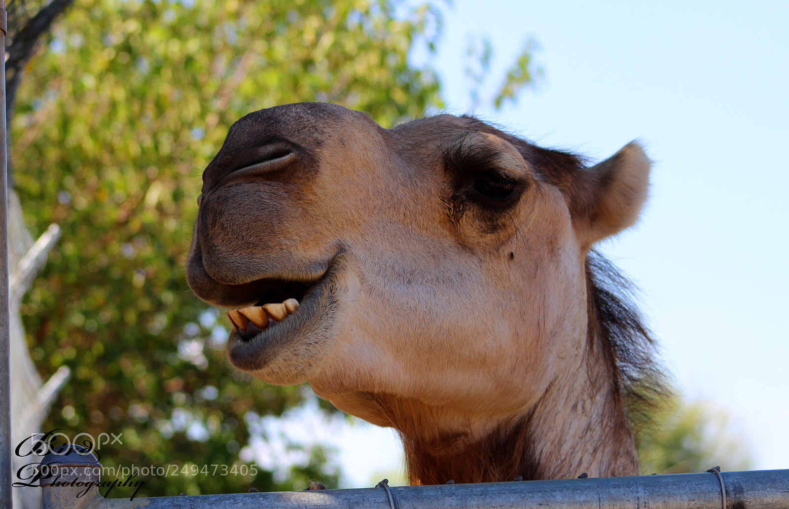 Canon EOS 600D (Rebel EOS T3i / EOS Kiss X5) sample photo. Camel photography