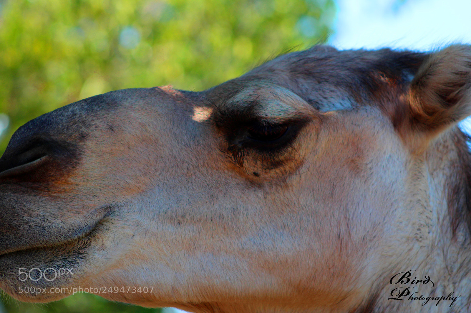 Canon EOS 600D (Rebel EOS T3i / EOS Kiss X5) sample photo. Camel photography
