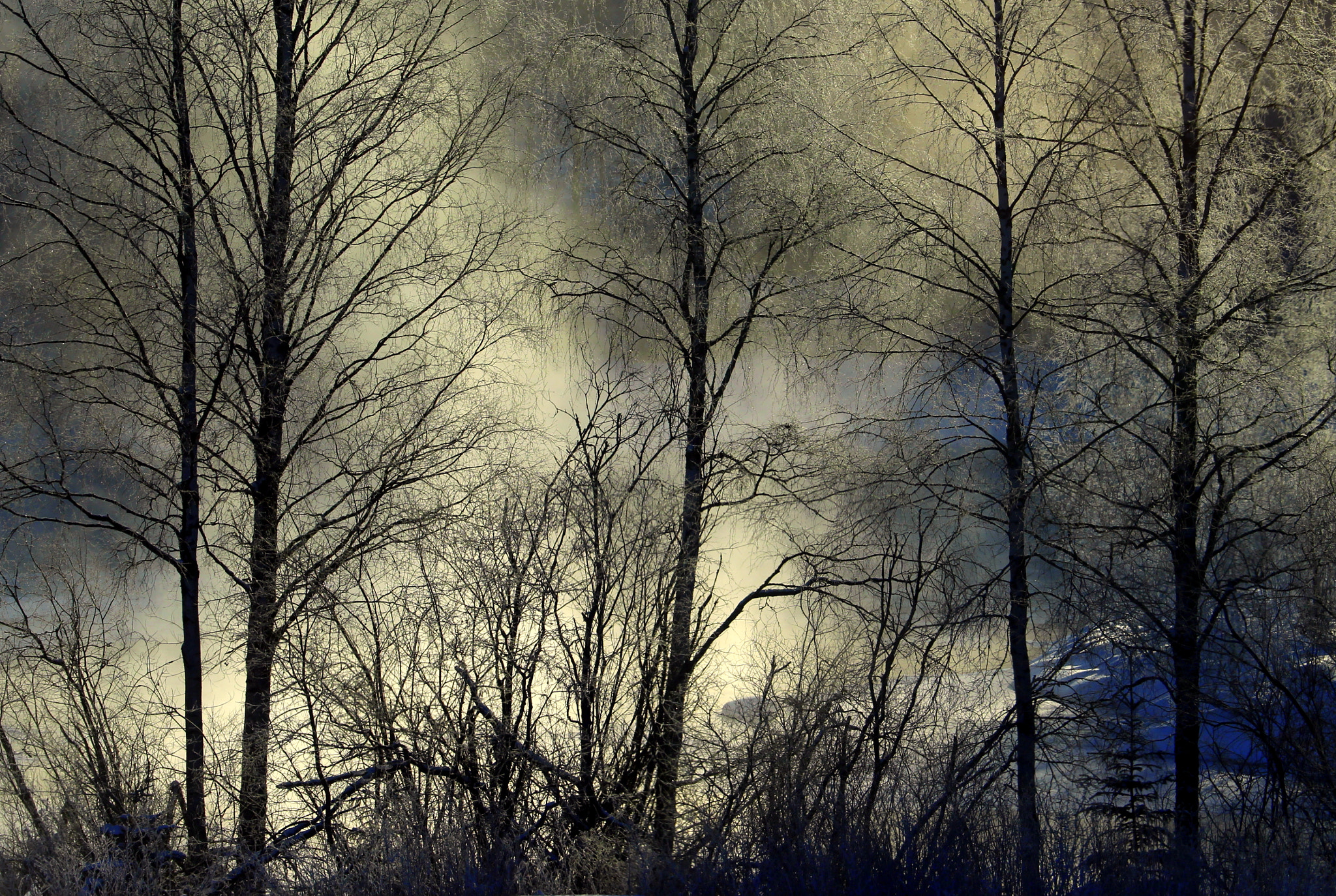 Canon EOS 700D (EOS Rebel T5i / EOS Kiss X7i) sample photo. The frosty and misty morning...-24 c photography