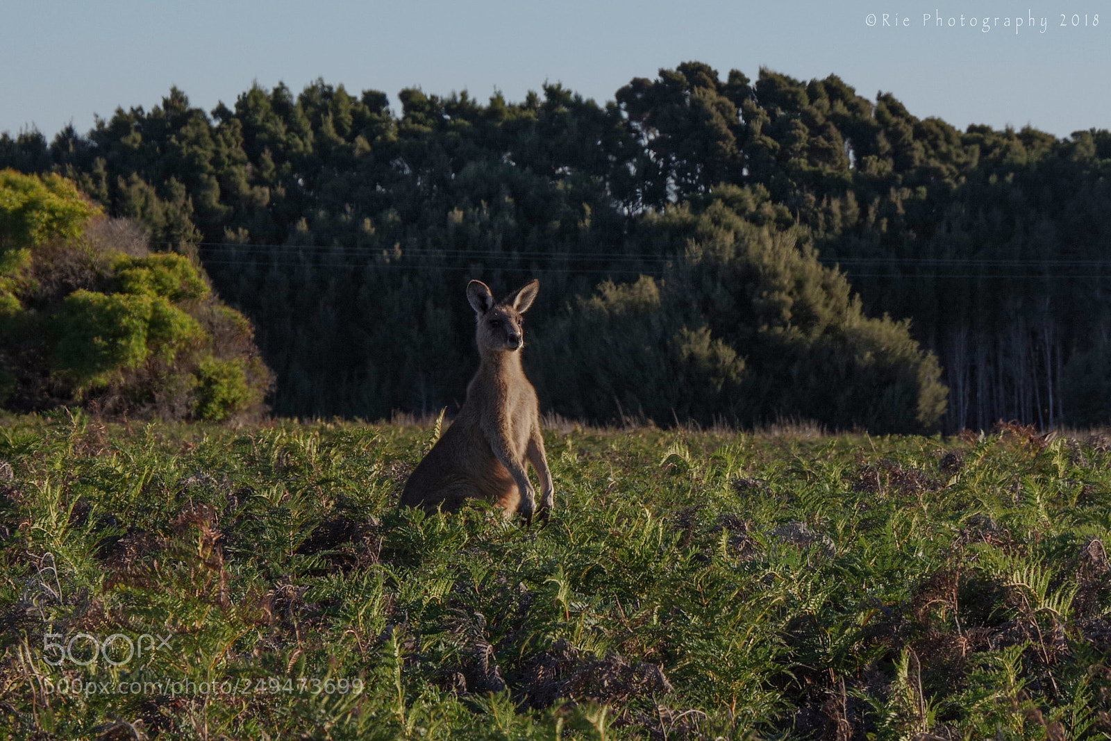 Pentax K-1 sample photo. Forester kangaroo in tasmania photography