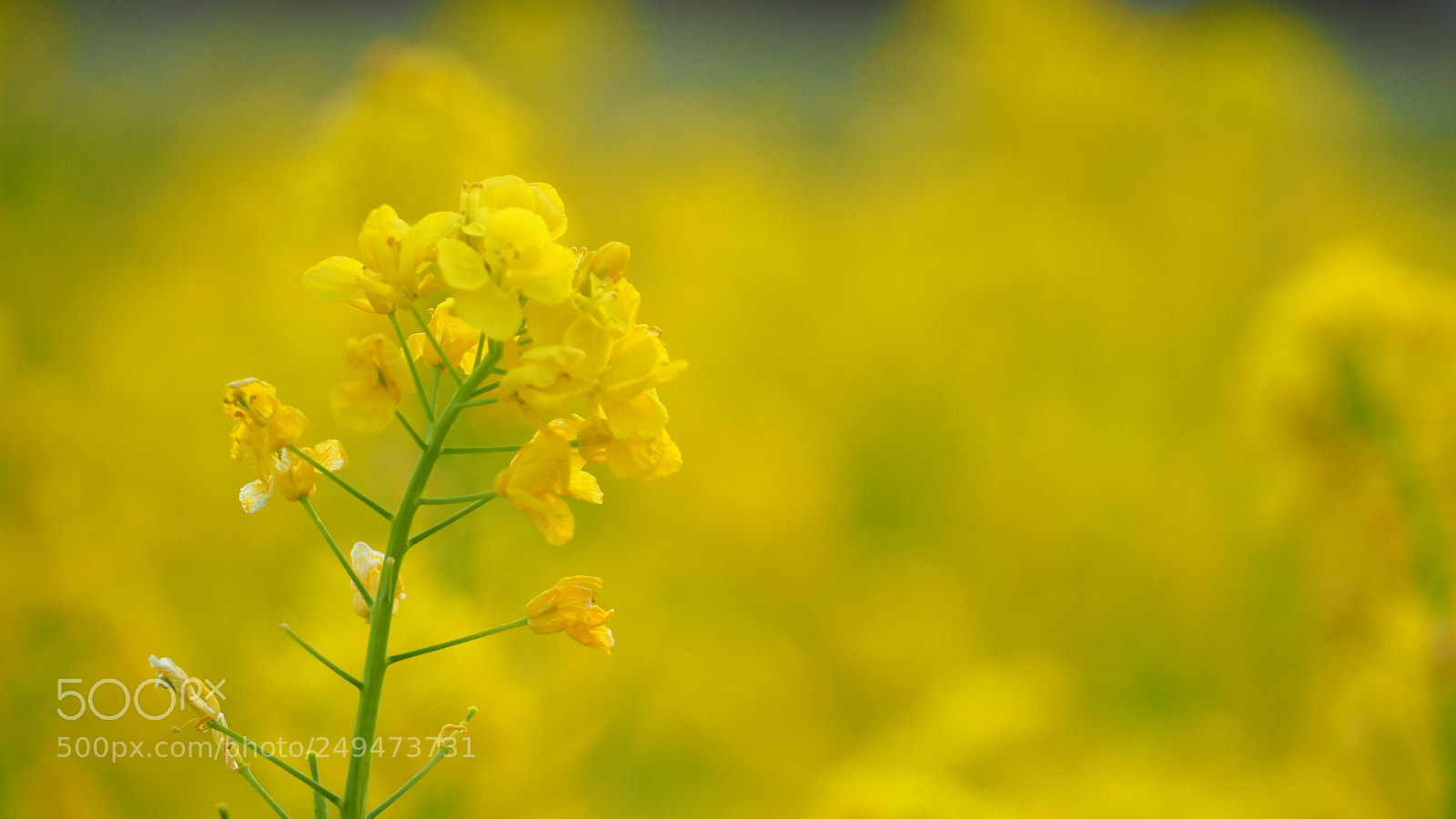 Olympus OM-D E-M10 II sample photo. 菜の花/canola flower photography